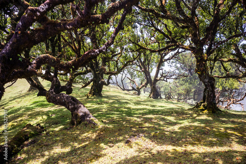 Mystical ancient laurel tree covered with perennial moss. Laurisilva forest. Madeira Island Portugal.
