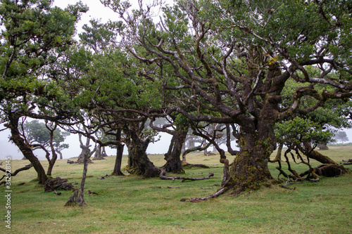 Evergreen laurel trees covered with perennial moss.