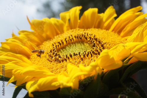 yellow flower closeup of a sunflower