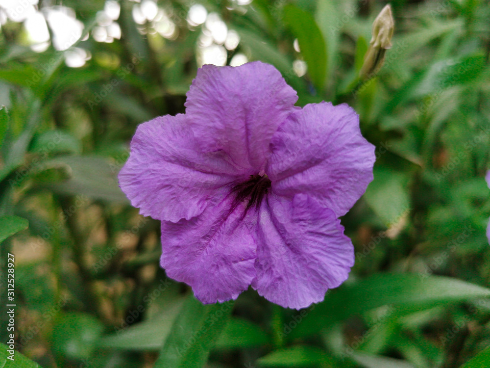 Obraz premium Closeup beautiful purple of Ruellia tuberosa flowers. Freshness pretty fflower in garden