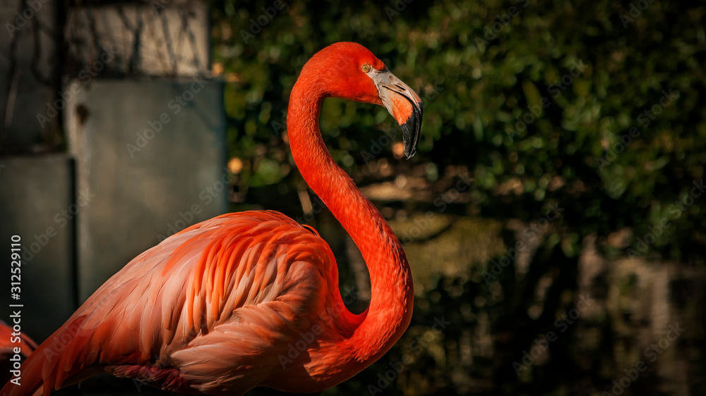 Fototapeta premium Flamencos en el Zoo de Madrid, España