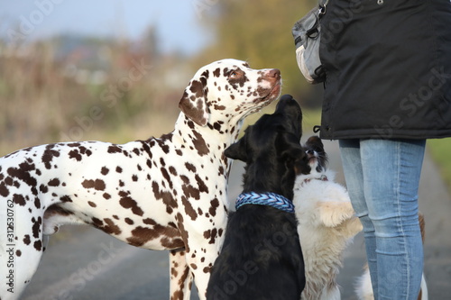 Labrador und Dalmatiner bekommen ein Leckerlie auf dem Spaziergang