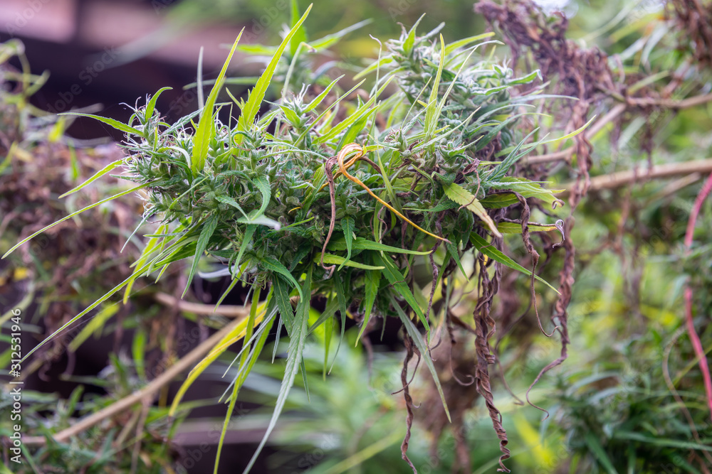 A branch of hemp bush close-up. A branch of hemp bush close-up.