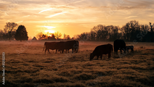 Beef cattle in a pasture with a golden sunrise or sunset © Tamara  Harding
