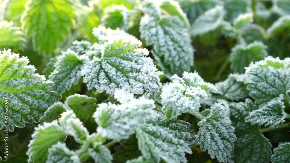 plant under hoar frost in the morning light - blurring effects - nettle in winter plant under hoar frost in the morning light - blurring effects - nettle in winter