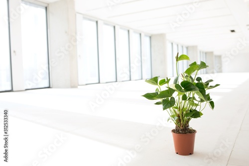 Fototapeta Naklejka Na Ścianę i Meble -  Potted plant in empty office space