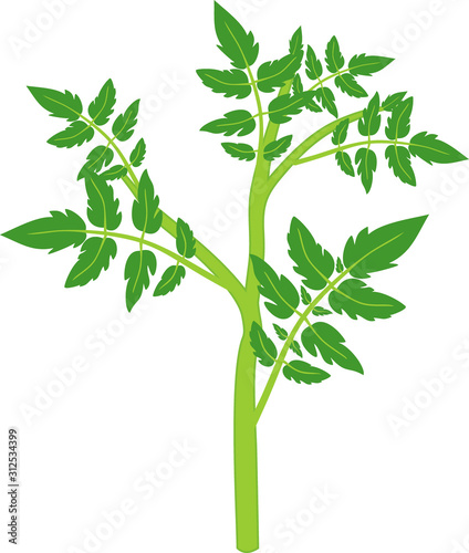 Tomato plant with green leaf isolated on white background