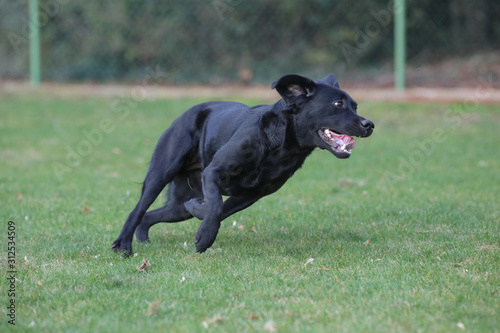 Junger Labrador rennt über eine Wiese
