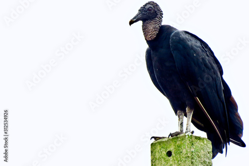 Obraz na plátne Black vulture