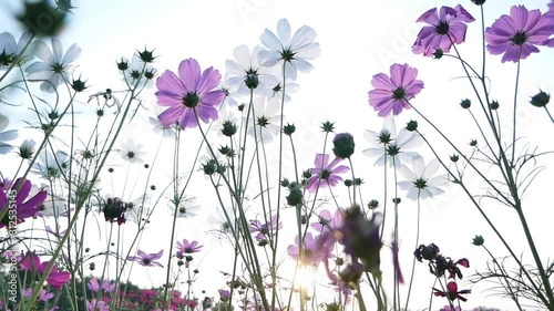 View from the bottom of the flower, beautiful flower in farm.