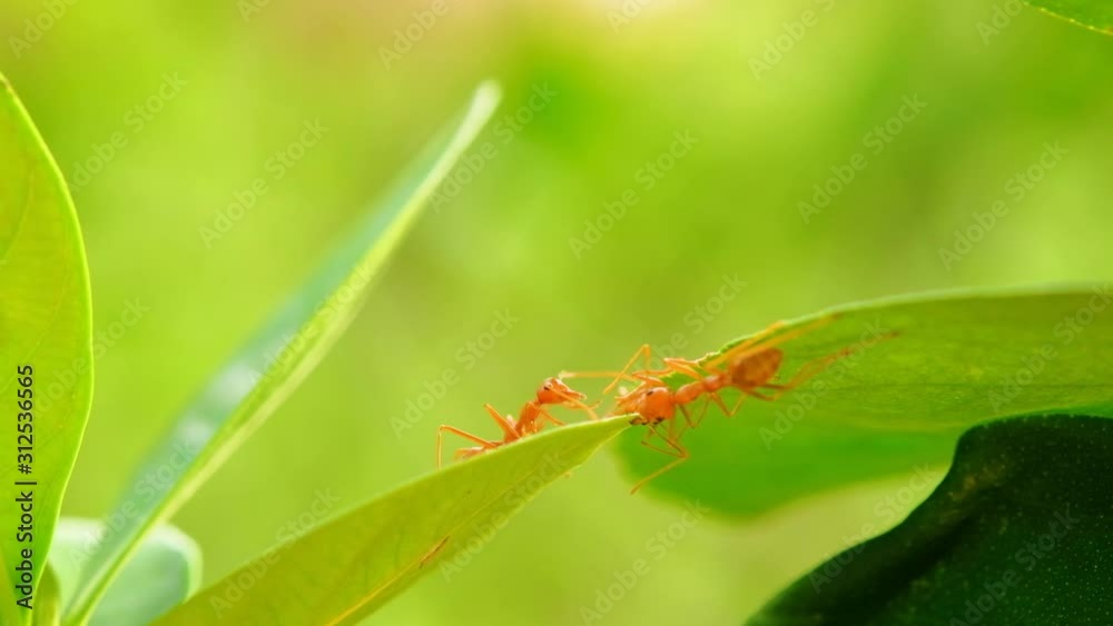 Ants use the mouth to bite the leaves to make a bridge Ants use the mouth to bite the leaves to make a bridge