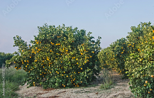 Citrus tree with ripe oranges