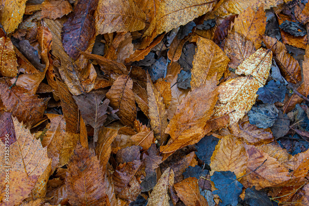 Sfondo di foglie secche