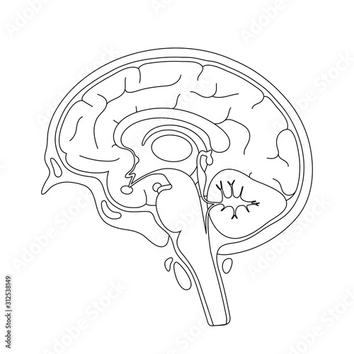 Vector illustration of human brain anatomy 