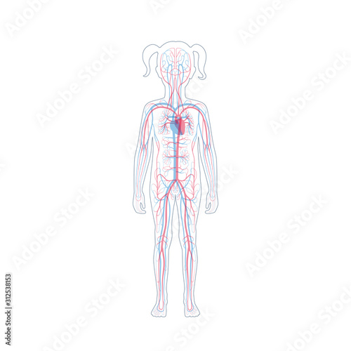 circulatory system anatomy