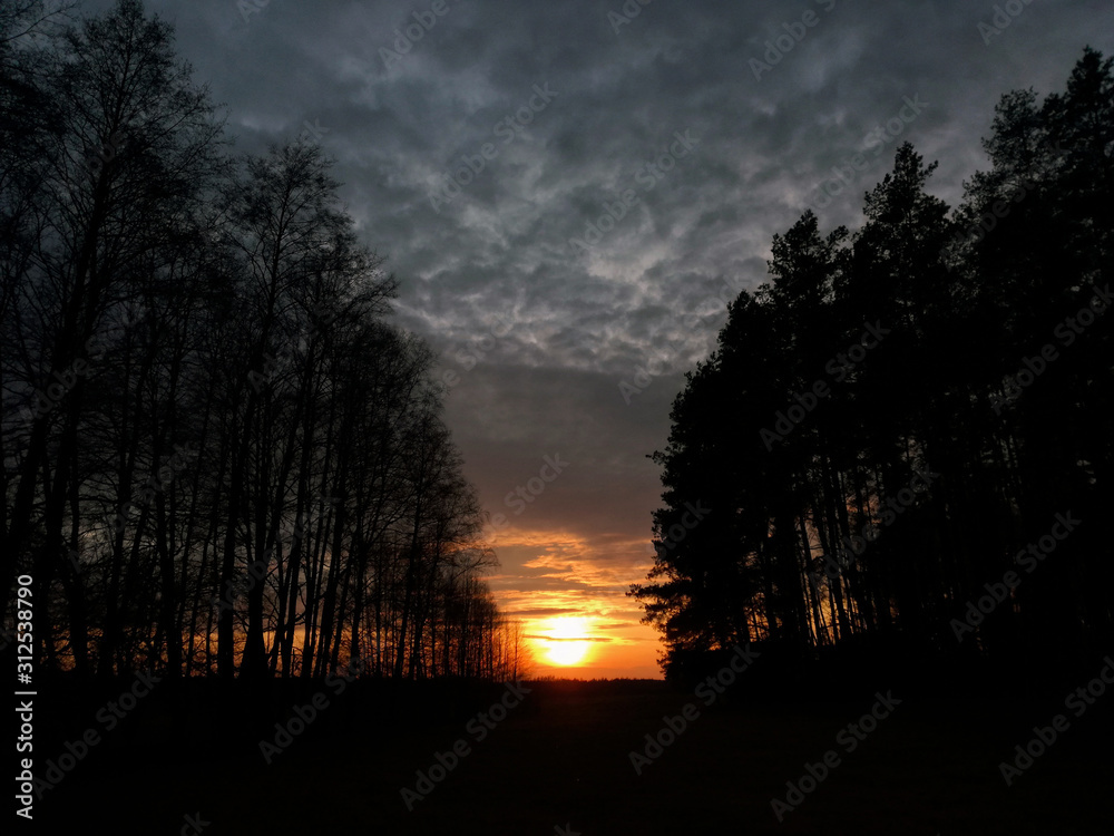 Obraz premium Unusual sunset in the forest surrounded by trees