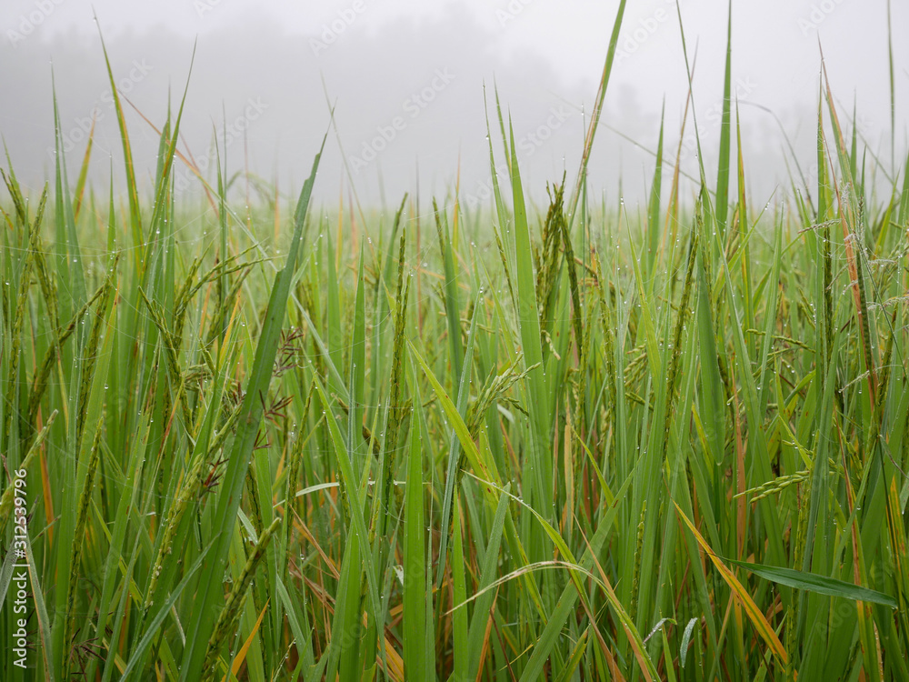 Obraz premium Fresh green rice fields