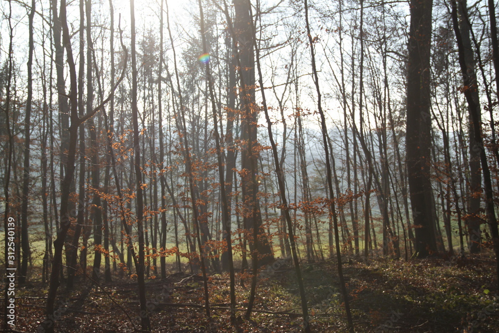 Forêt de feuillus en hiver