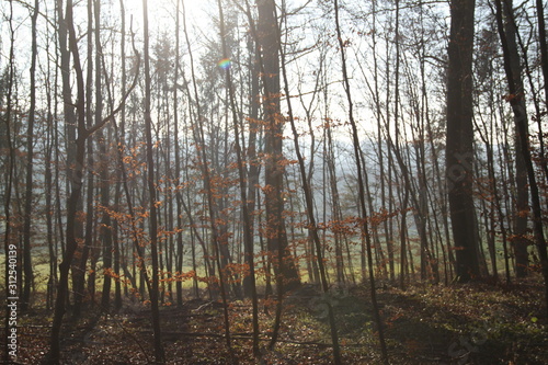 Forêt de feuillus en hiver