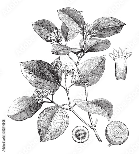 Strychnos nux vomica (Medicinal plant) / vintage illustration from Brockhaus Konversations-Lexikon 1908