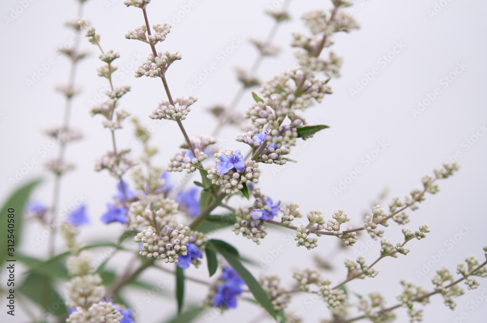 セイヨウニンジンボク flowers of Vitex agnus-castus on white background セイヨウニンジンボク_s04_00639(DSC_2788_NEF)
