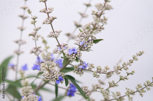 セイヨウニンジンボク flowers of Vitex agnus-castus on white background セイヨウニンジンボク_s04_00639(DSC_2788_NEF) © lemacpro