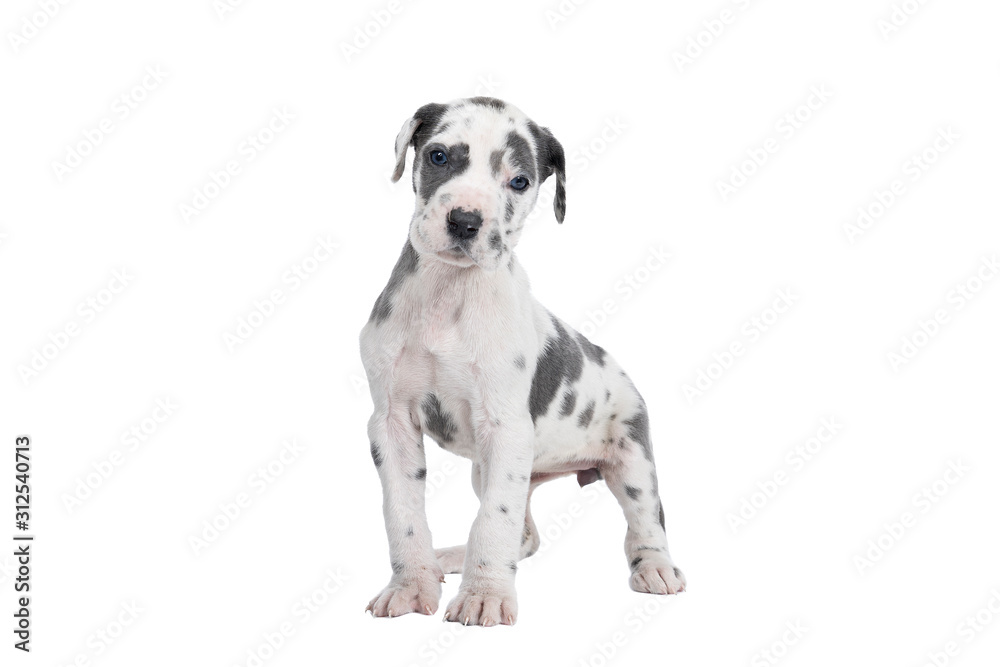 A puppy of the Great Dane Dog or German Dog, the largest dog breed in the world, Harlequin fur, white with black spots, sitting isolated in white - obrazy, fototapety, plakaty 