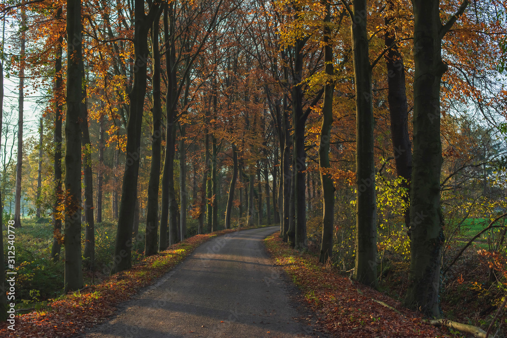 Road in sunny autumn forest.