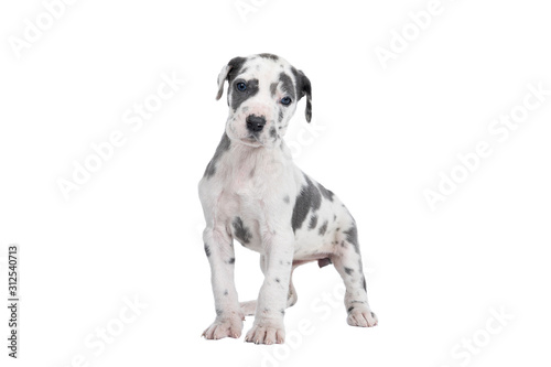 A puppy of the Great Dane Dog or German Dog, the largest dog breed in the world, Harlequin fur, white with black spots, sitting isolated in white