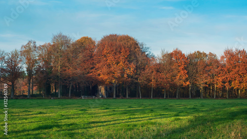 Meadow and orange colored forest under blue sky in autumn.