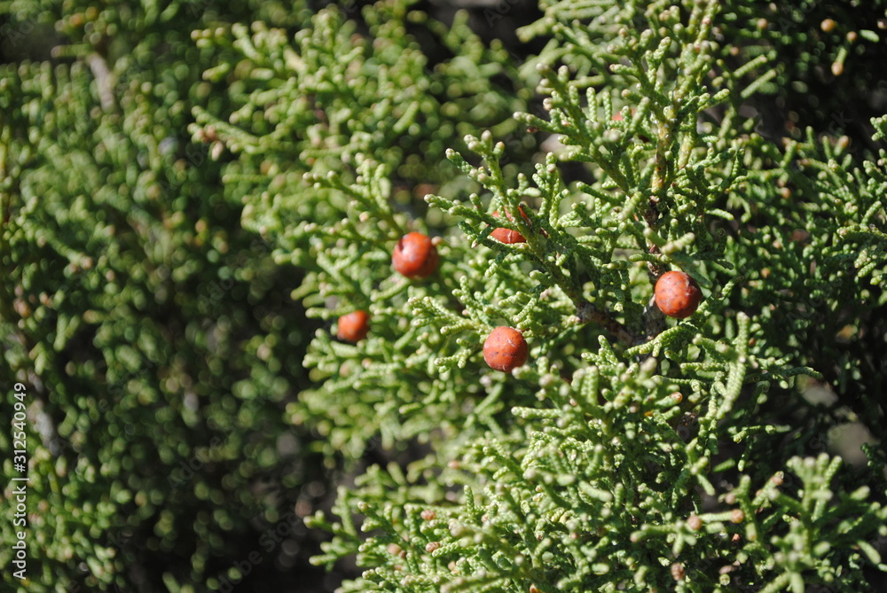 Hoja y fruto de la Sabina (Juniperus thurifera).