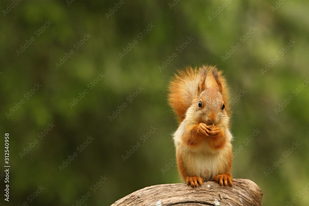 Obraz premium A red squirrel (Sciurus vulgaris) also called Eurasian red sguirrel sitting in branch in a green forest.