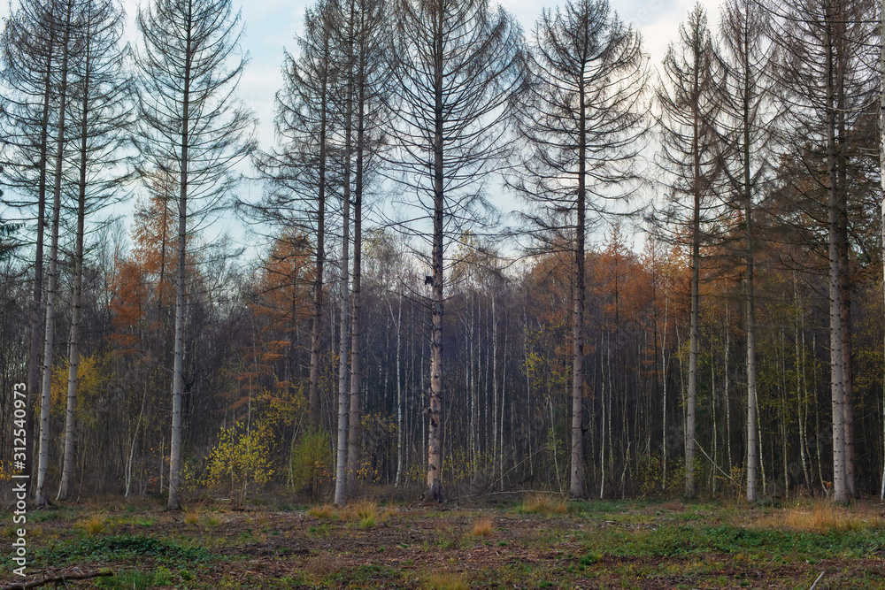 Obraz premium Dead fir trees at edge of autumn forest.