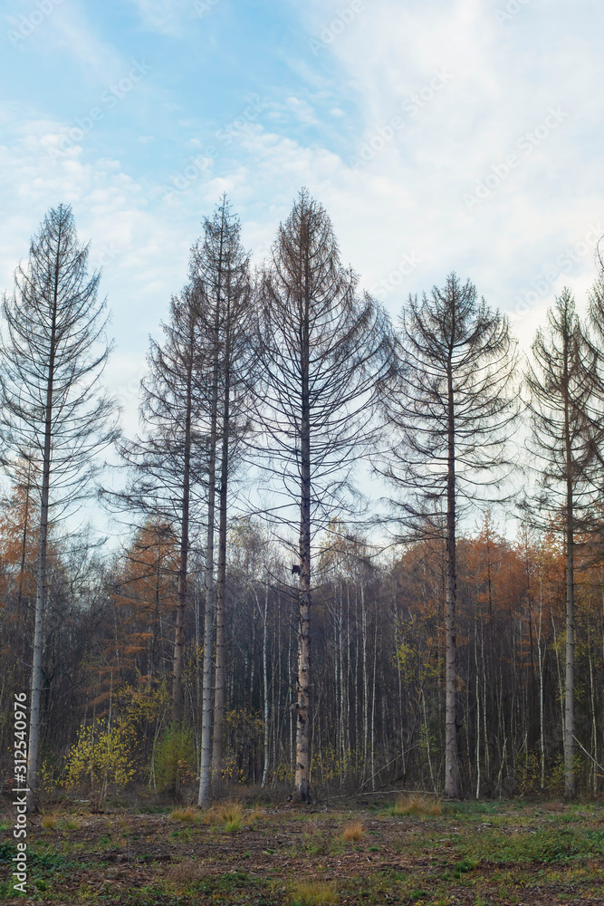Fototapeta premium Dead fir trees at edge of autumn forest.