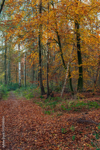 Autumn forest with birch trees with yellow colored leaves. © ysbrandcosijn