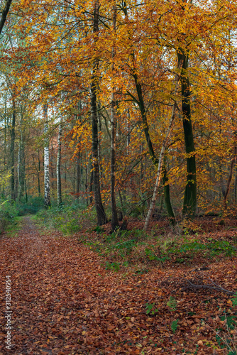 Autumn forest with birch trees with yellow colored leaves.