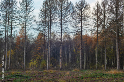 Dead fir trees at edge of autumn forest. © ysbrandcosijn