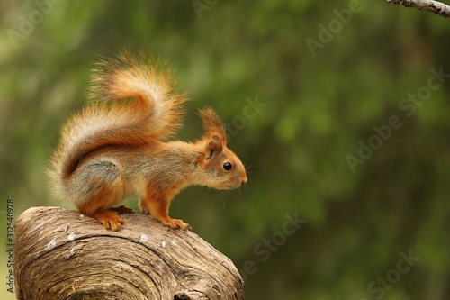 A red squirrel (Sciurus vulgaris) also called Eurasian red sguirrel sitting in branch in a green forest.