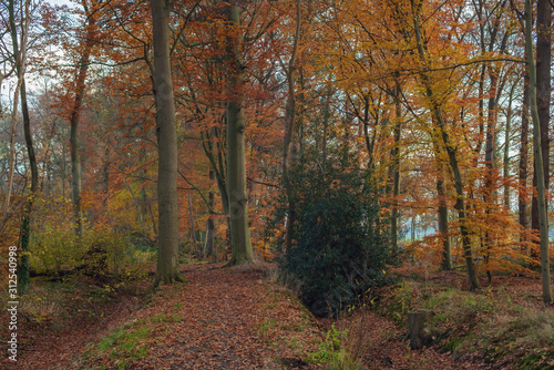 Autumn forest with orange colored foliage. © ysbrandcosijn
