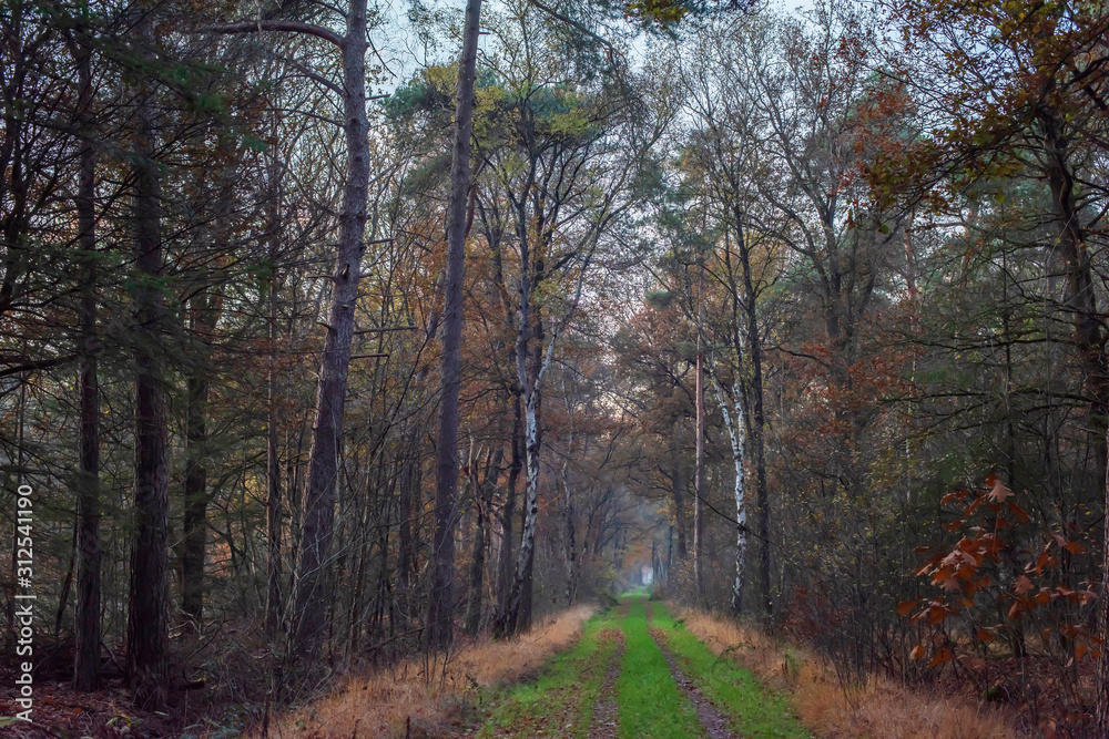 Fototapeta premium Grassy pathway with tire tracks in autumn forest.