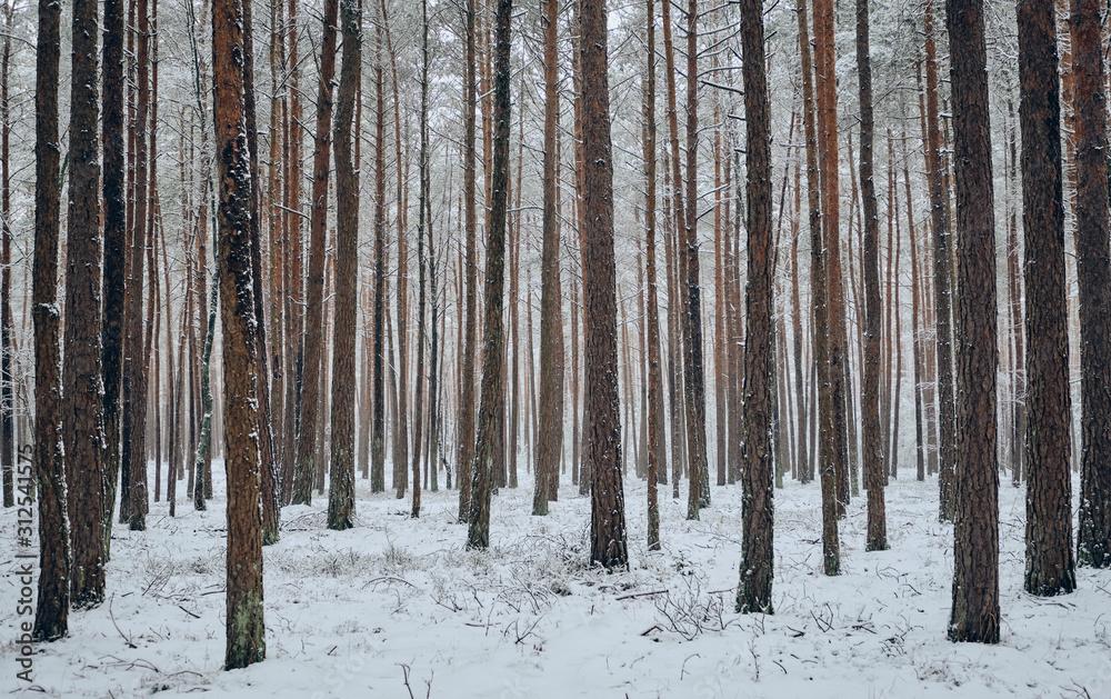 Beautiful scenery with tree trunks of pine trees in a forest freshly covered with snow in winter near Diepersdorf, Franconia / Bavaria, Germany