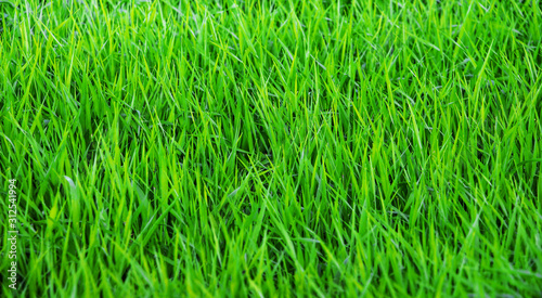 Background of fresh spring or summer green grass_