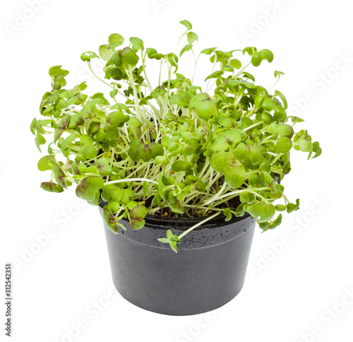living green mustard cress in pot isolated