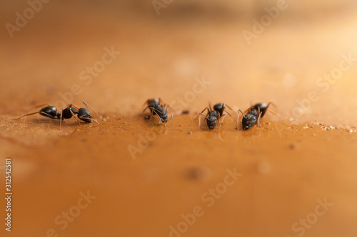 Ameisen © Pietrowski