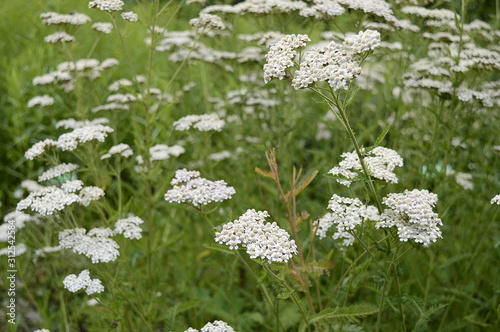 Fototapeta Naklejka Na Ścianę i Meble -  Closeup achillea distans known as Alps yarrow with blurred background in summer garden