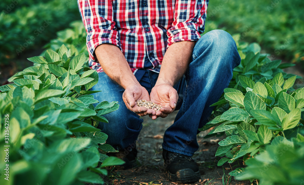 Fototapeta premium Farmer in a soybean field, close up photo. Agricultural concept