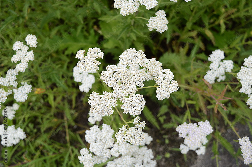Closeup achillea distans known as Alps yarrow with blurred background in summer garden Closeup achillea distans known as Alps yarrow with blurred background in summer garden