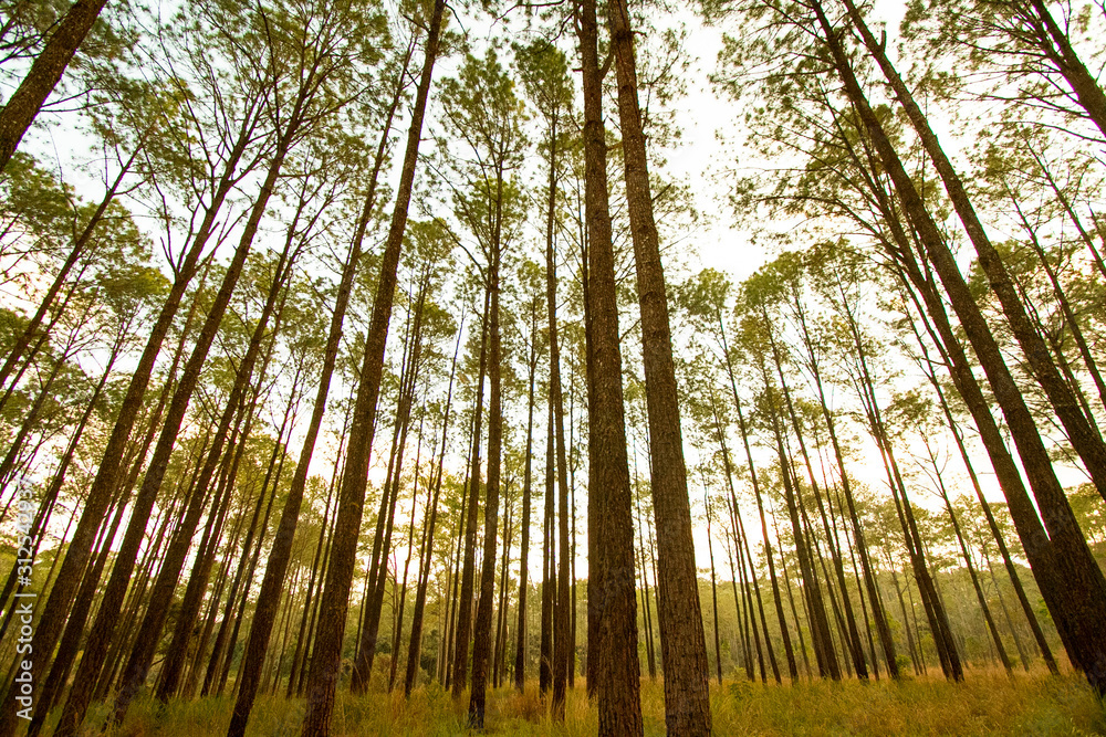 Fototapeta premium Many pine trees in deep jungle or forest with green grass field and yellow sunlight flare for background at Phu Hin Rong Kla National Park, Phitsanulok, Thailand. Nature wallpaper.