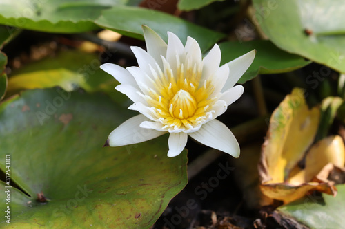 Beautiful water lily flower in the pond.