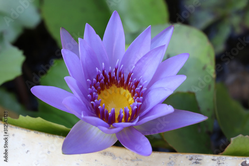 Beautiful water lily flower in the pond.